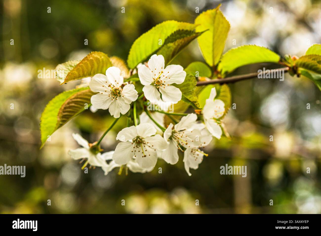 Gli alberi di mele di granchio Pacfic (Malus fusca) in fiore sono uno spettacolo comune nelle foreste costiere della British Columbia in primavera. Foto Stock