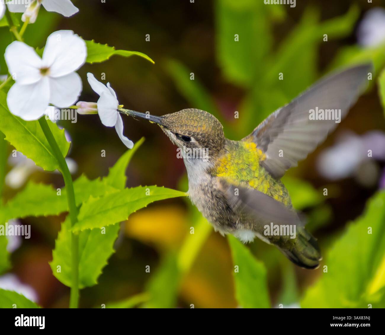 Un grazioso colibrì si libra vicino a un gruppo di fiori bianchi, usando il suo lungo becco per estrarre il nettare in un lussureggiante giardino pieno di vegetazione Foto Stock