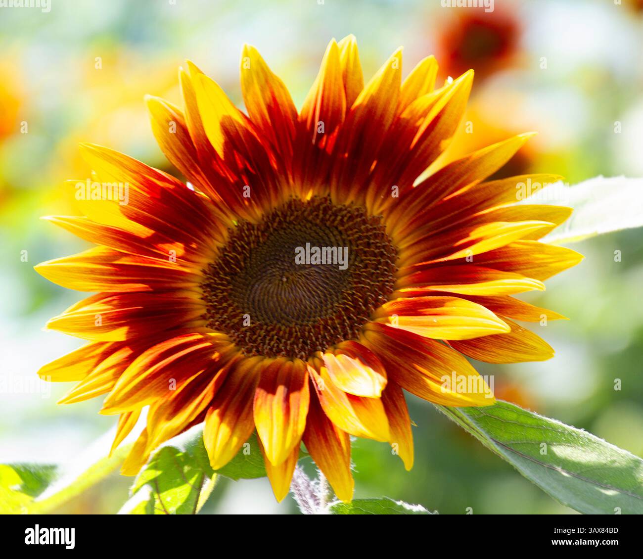 Un luminoso girasole presenta una splendida miscela di petali rossi e gialli, alti in mezzo a un lussureggiante sfondo verde in una soleggiata giornata estiva. Il vibrante Foto Stock