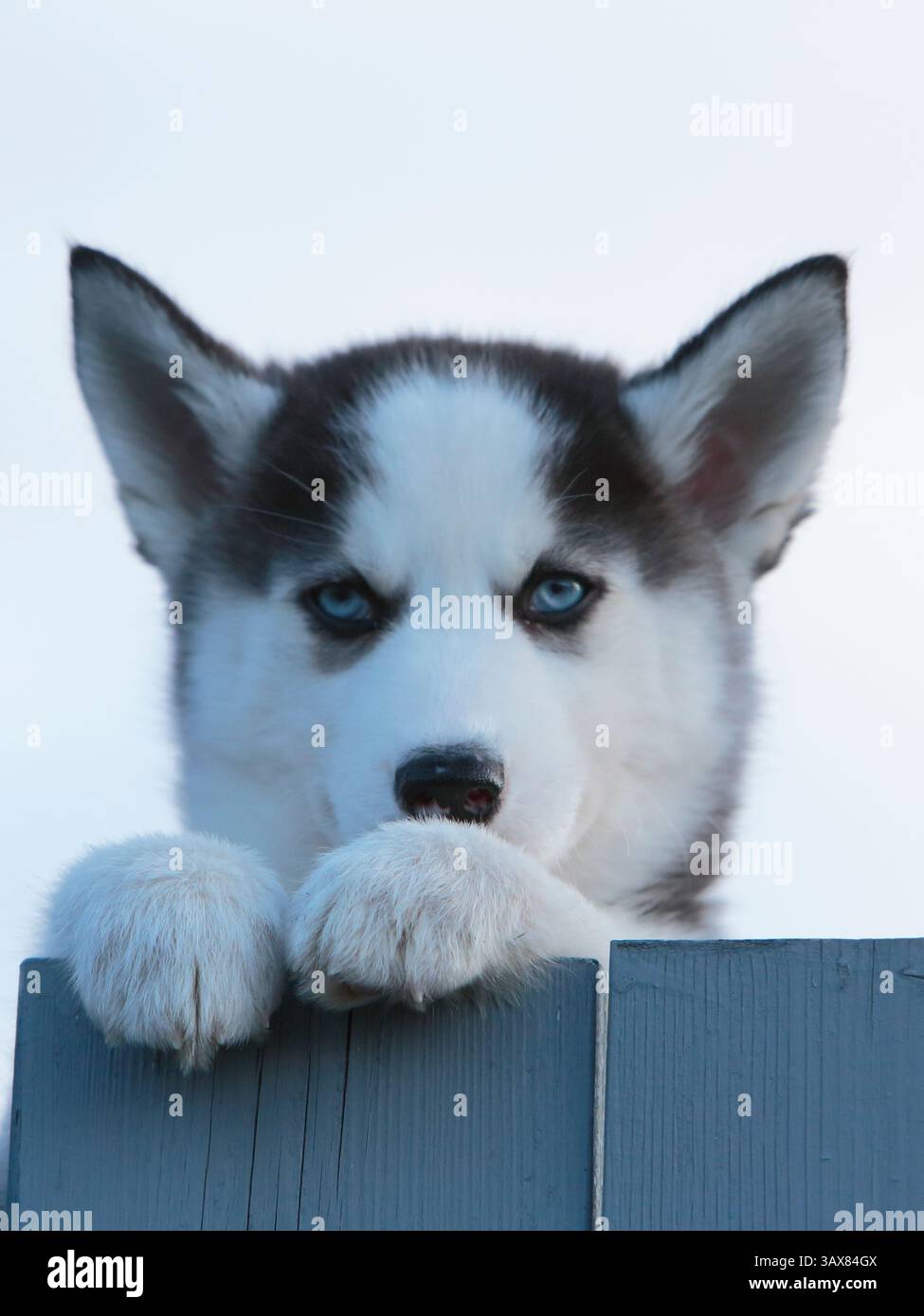 Ritratto del cucciolo Siberian Husky che guarda da dietro la recinzione. Foto Stock