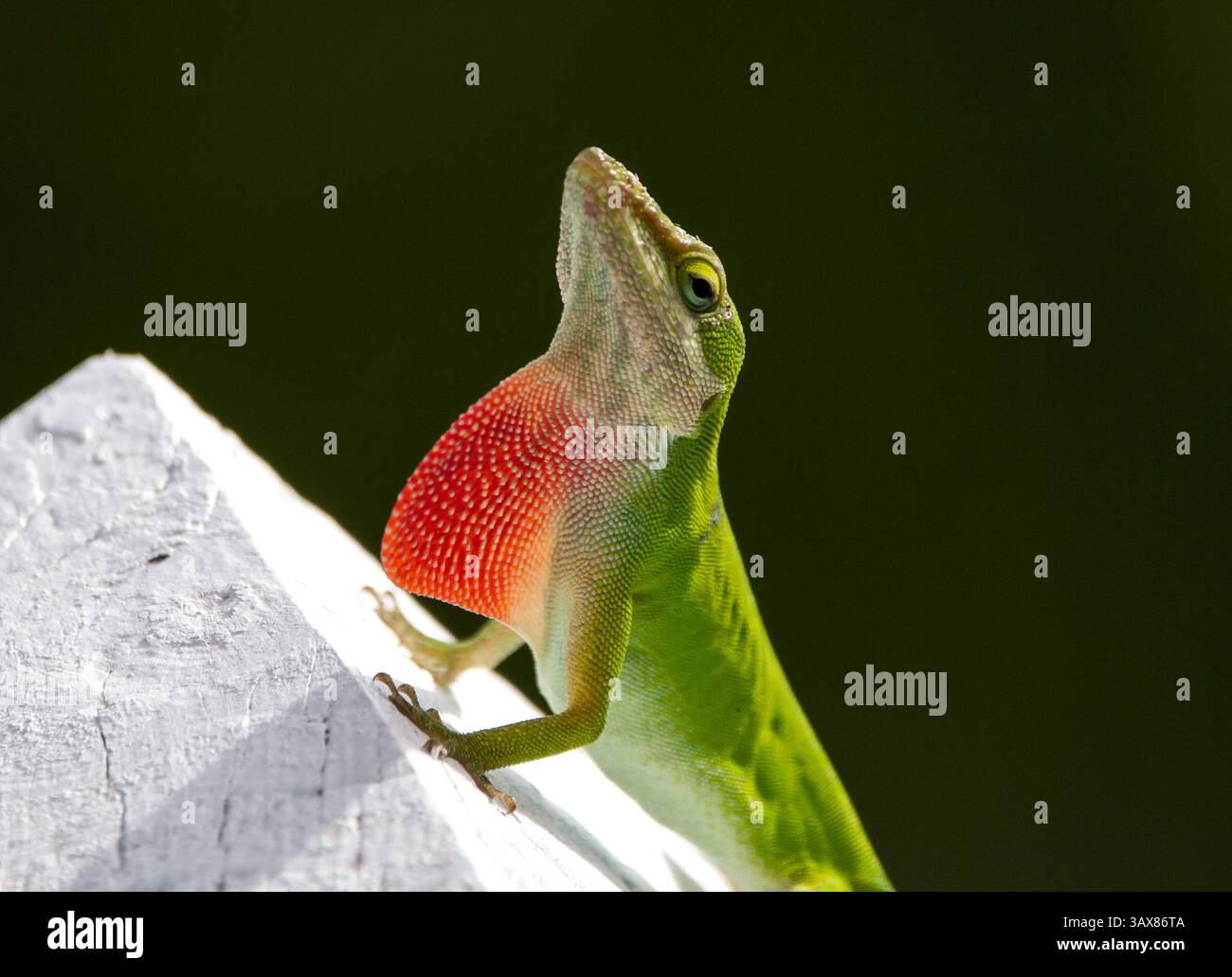 Lucertola Carolina Anole in posa con rugiada rossa isolata su sfondo scuro Foto Stock