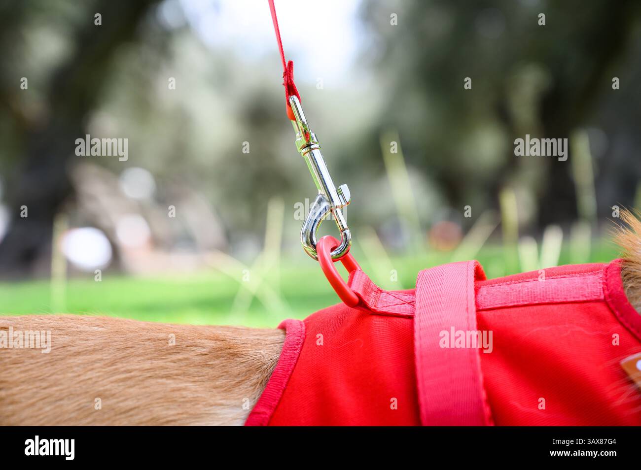 Primo piano di una chiusura al guinzaglio rosso su un giubbotto per cani, che mostra la sicurezza degli animali domestici e le avventure all'aperto Foto Stock