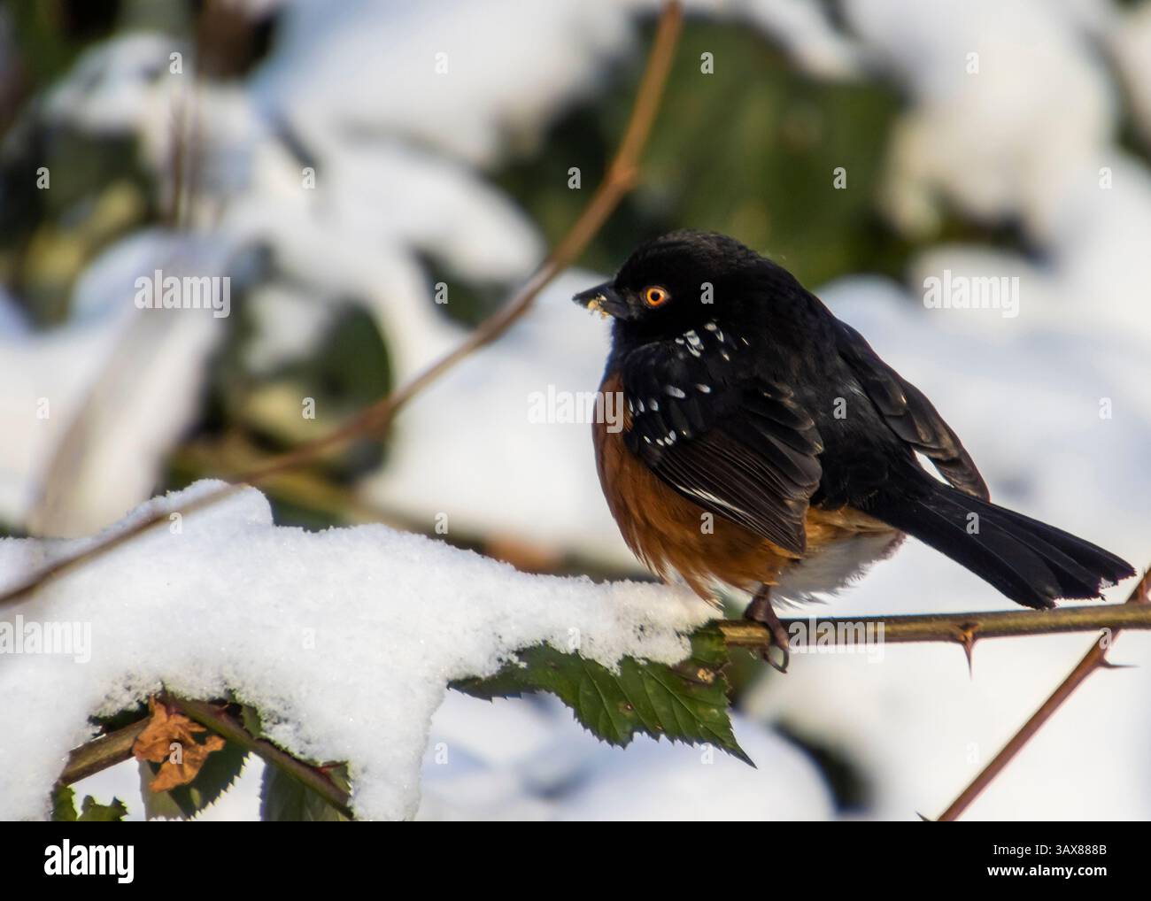 Un piccolo uccello macchiato con piumaggio nero e arancione si trova su un ramo coperto di neve. Il fogliame circostante è bianco. Foto Stock