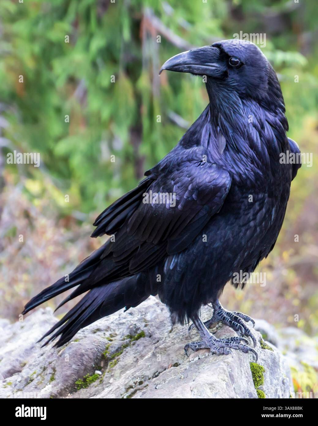 Un corvo si erge su una superficie rocciosa e le sue piume nere lucide brillano nella morbida luce autunnale. Circondato da lussureggianti alberi verdi, sembra vigile, ob Foto Stock