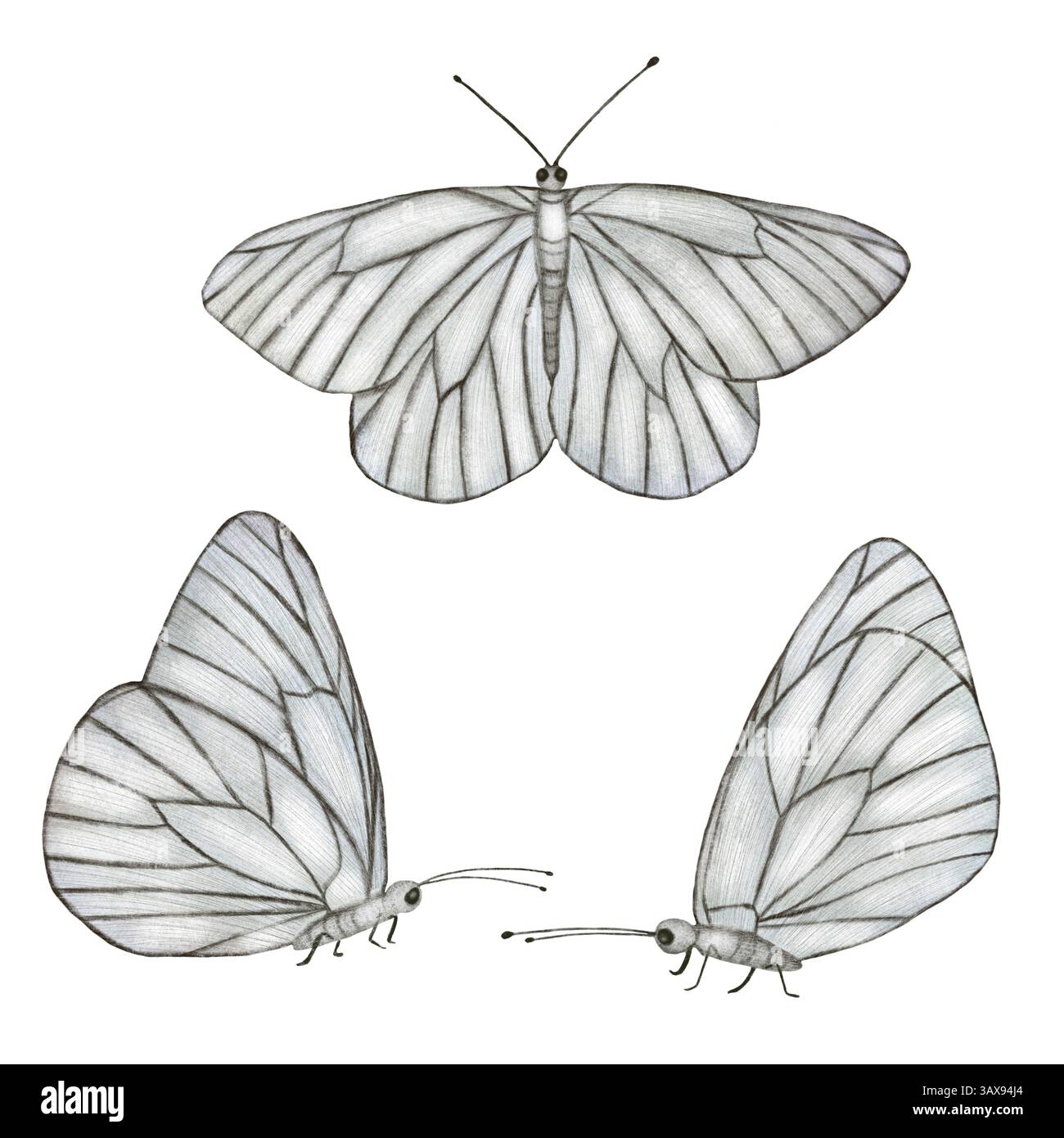 Illustrazione di farfalle bianche e grigie, farfalla bianca isolata su sfondo bianco, elementi a farfalla in tecnica acquerello Foto Stock