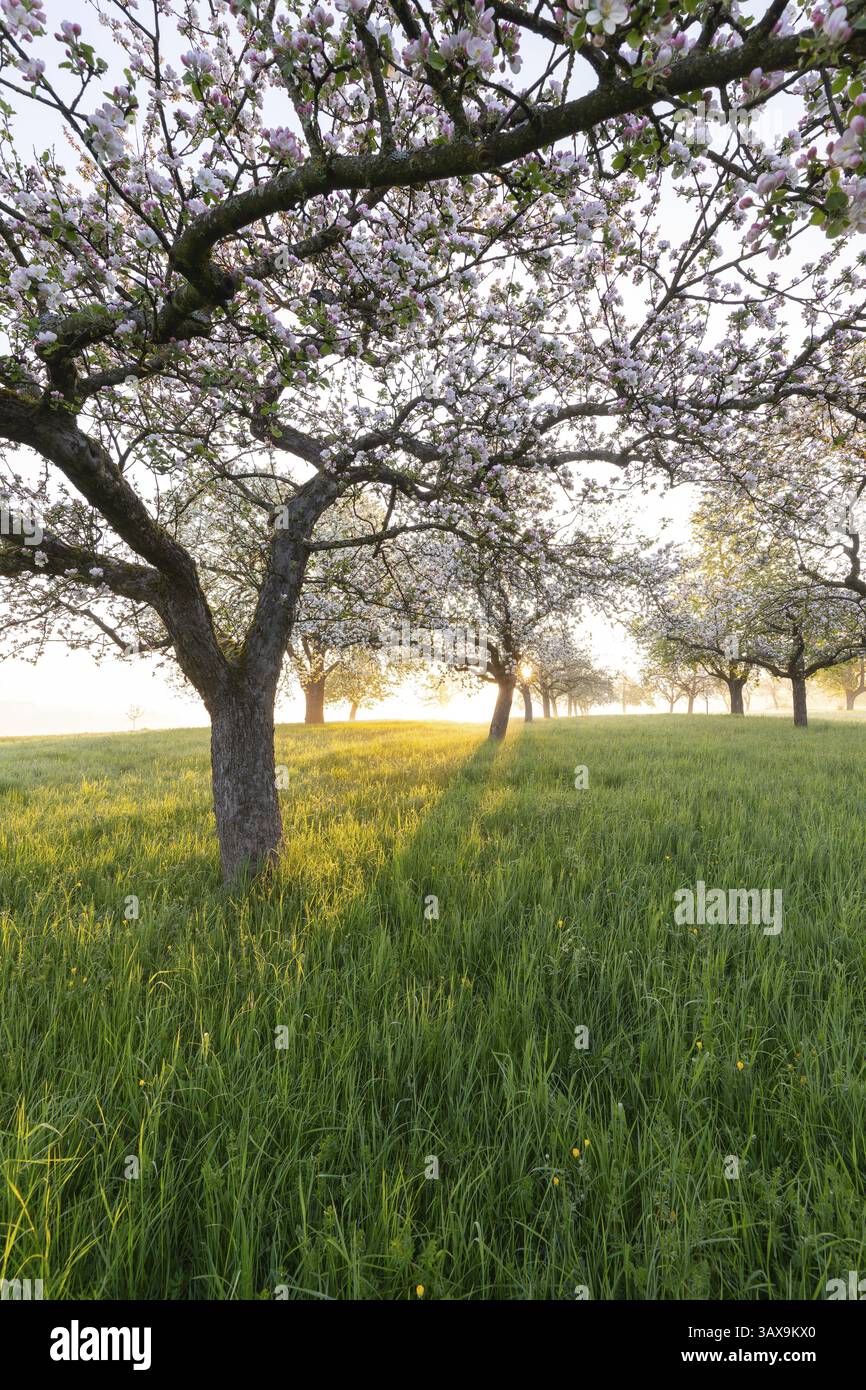 Fiori freschi, luce del mattino, nebbia... semplicemente magico! Prato di frutteto ai piedi in fiore - viale degli alberi di mele alla luce del mattino con terreno mi Foto Stock