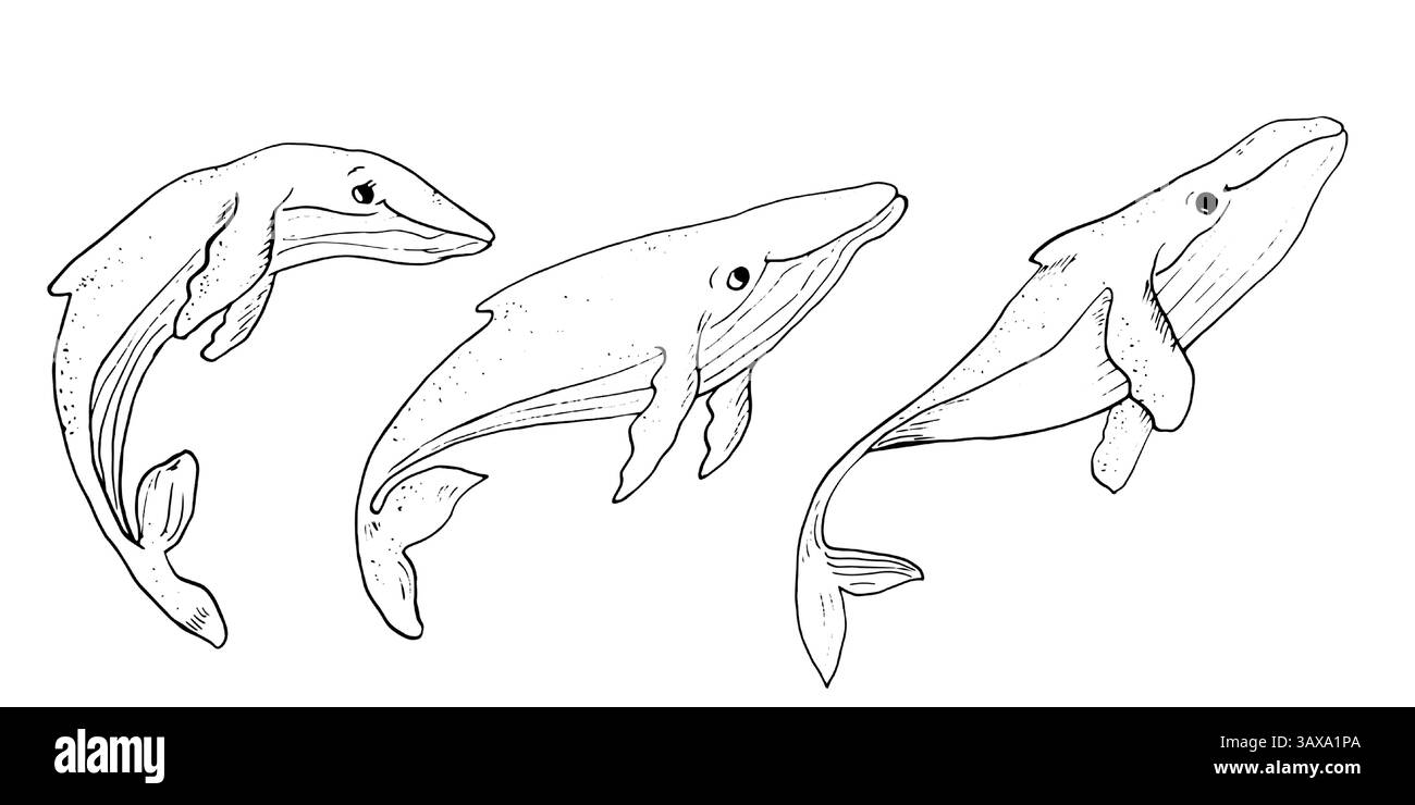 Megattere, schizzo di inchiostro bianco e nero. Illustrazione vettoriale. Una serie di mammiferi oceanici, isolati su uno sfondo bianco. Un disegno lineare di un marine Illustrazione Vettoriale