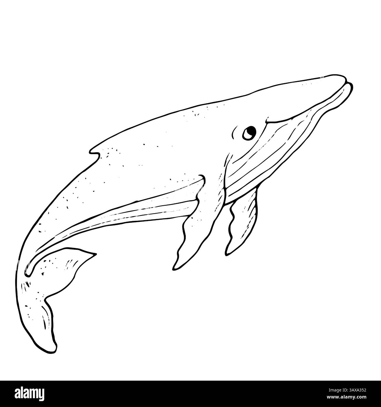 Megattere, schizzo di inchiostro bianco e nero. Illustrazione vettoriale. Un mammifero oceanico, isolato su sfondo bianco. Un disegno lineare di un animale marino Illustrazione Vettoriale