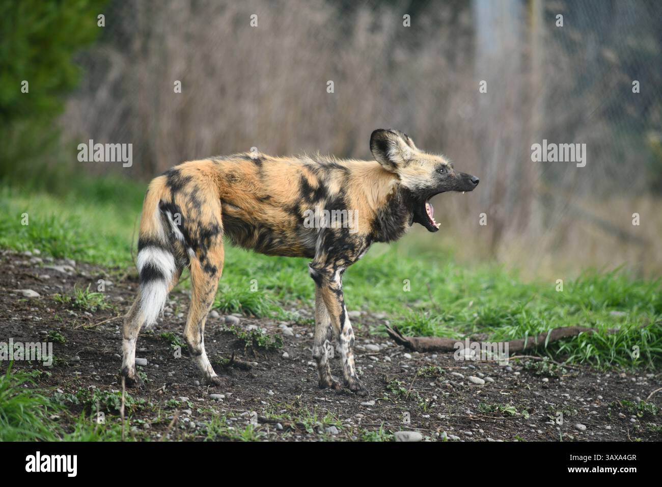 Il cane da caccia africano (Lycaon pictus) Foto Stock