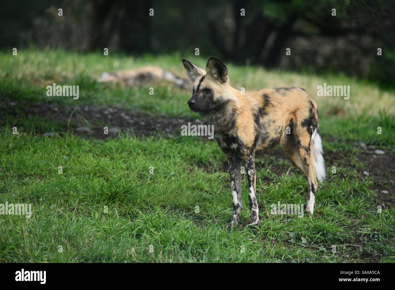 Il cane da caccia africano (Lycaon pictus) Foto Stock