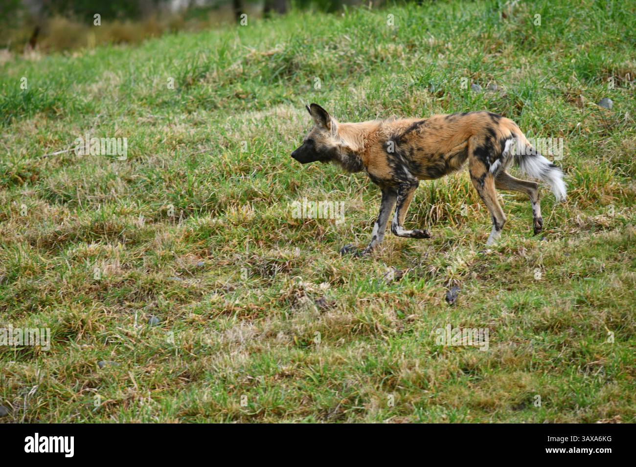 Il cane da caccia africano (Lycaon pictus) Foto Stock