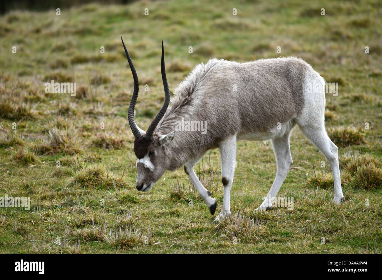 Ritratto di un addax (Addax nasomaculatus), noto anche come antilope bianca e antilope stridente, un'antilope originaria del deserto del Sahara. Foto Stock