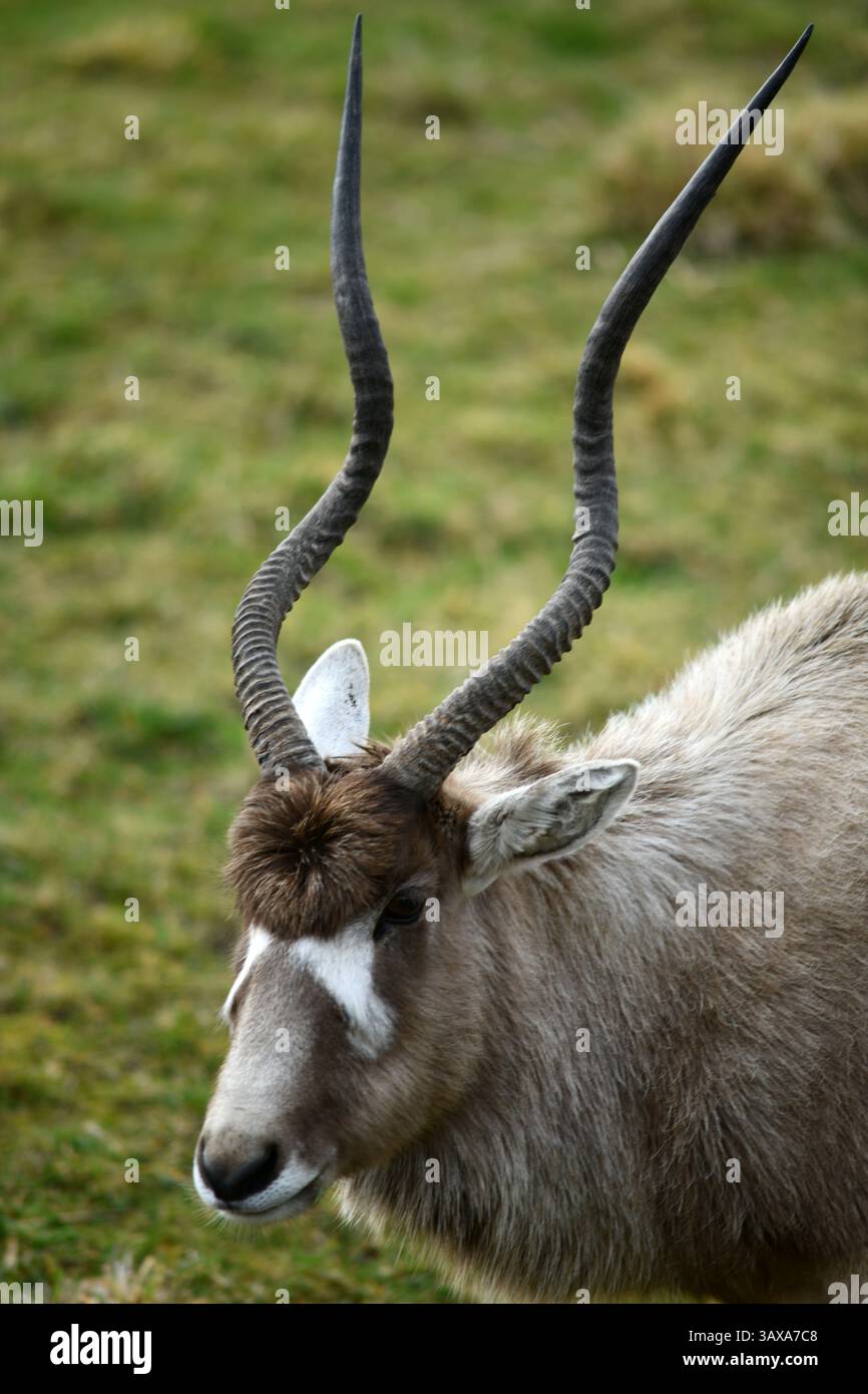 Ritratto di un addax (Addax nasomaculatus), noto anche come antilope bianca e antilope stridente, un'antilope originaria del deserto del Sahara. Foto Stock