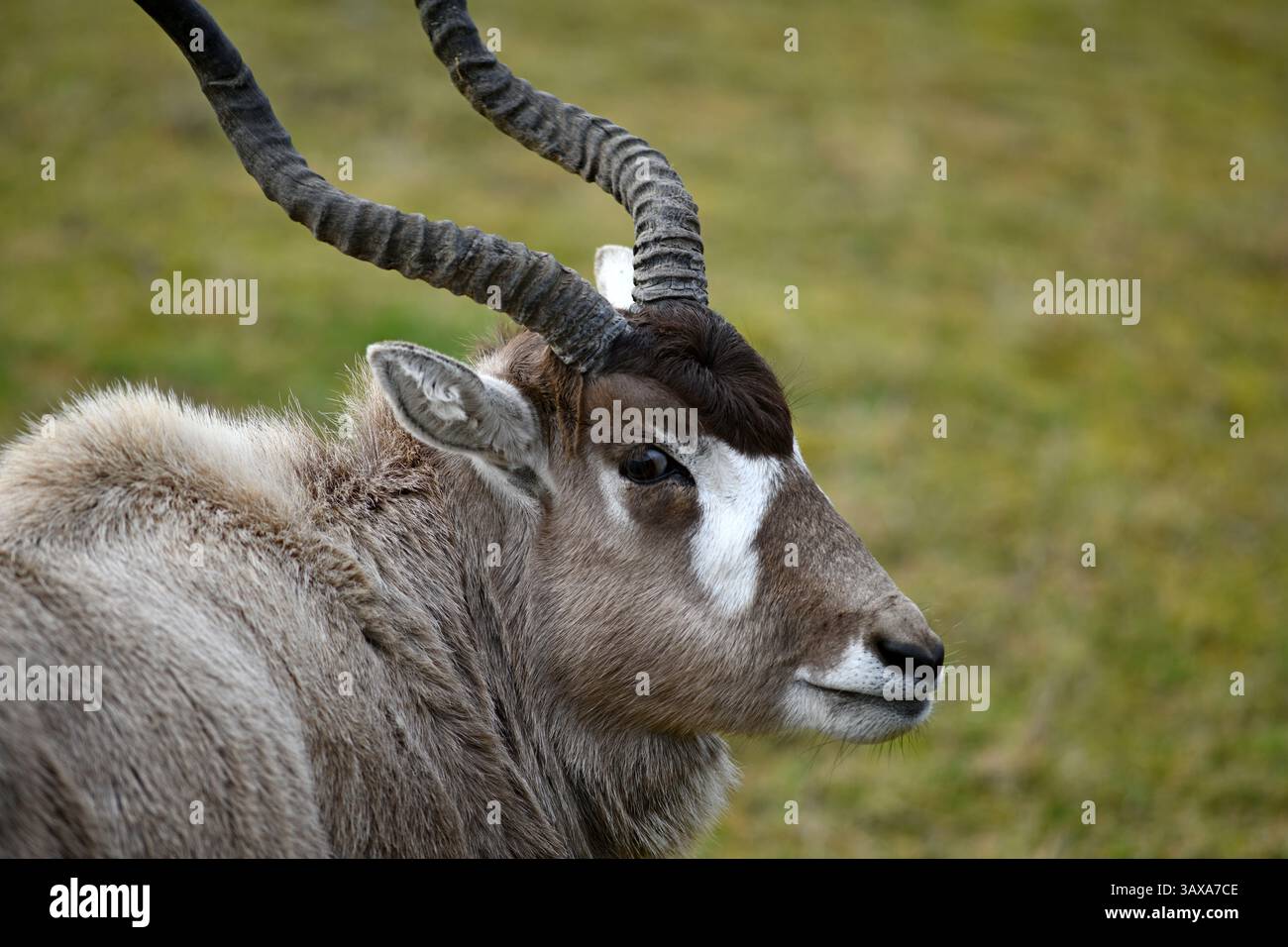 Ritratto di un addax (Addax nasomaculatus), noto anche come antilope bianca e antilope stridente, un'antilope originaria del deserto del Sahara. Foto Stock
