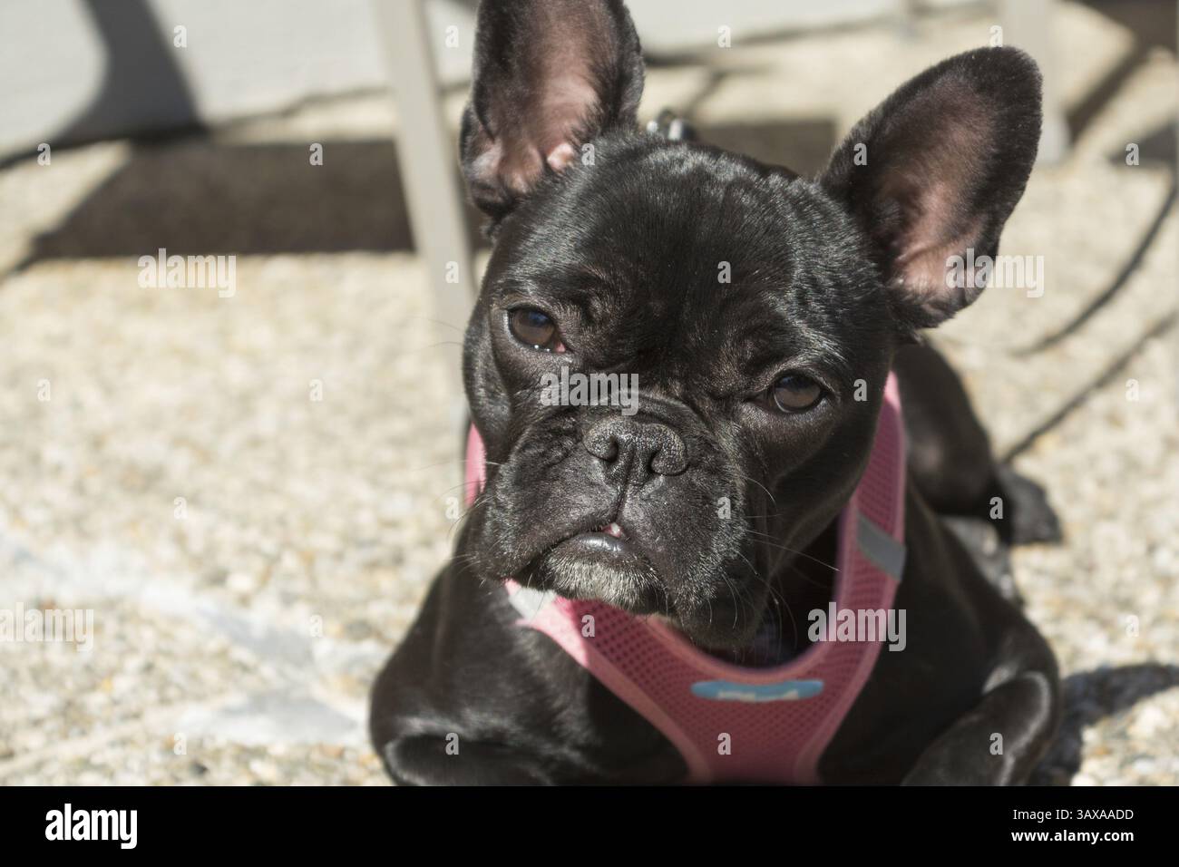 Bulldog francese nero con un look fidato, Austria, Europa Foto Stock Bulldog francese nero con un look fidato, Austria, Europa Foto Stock