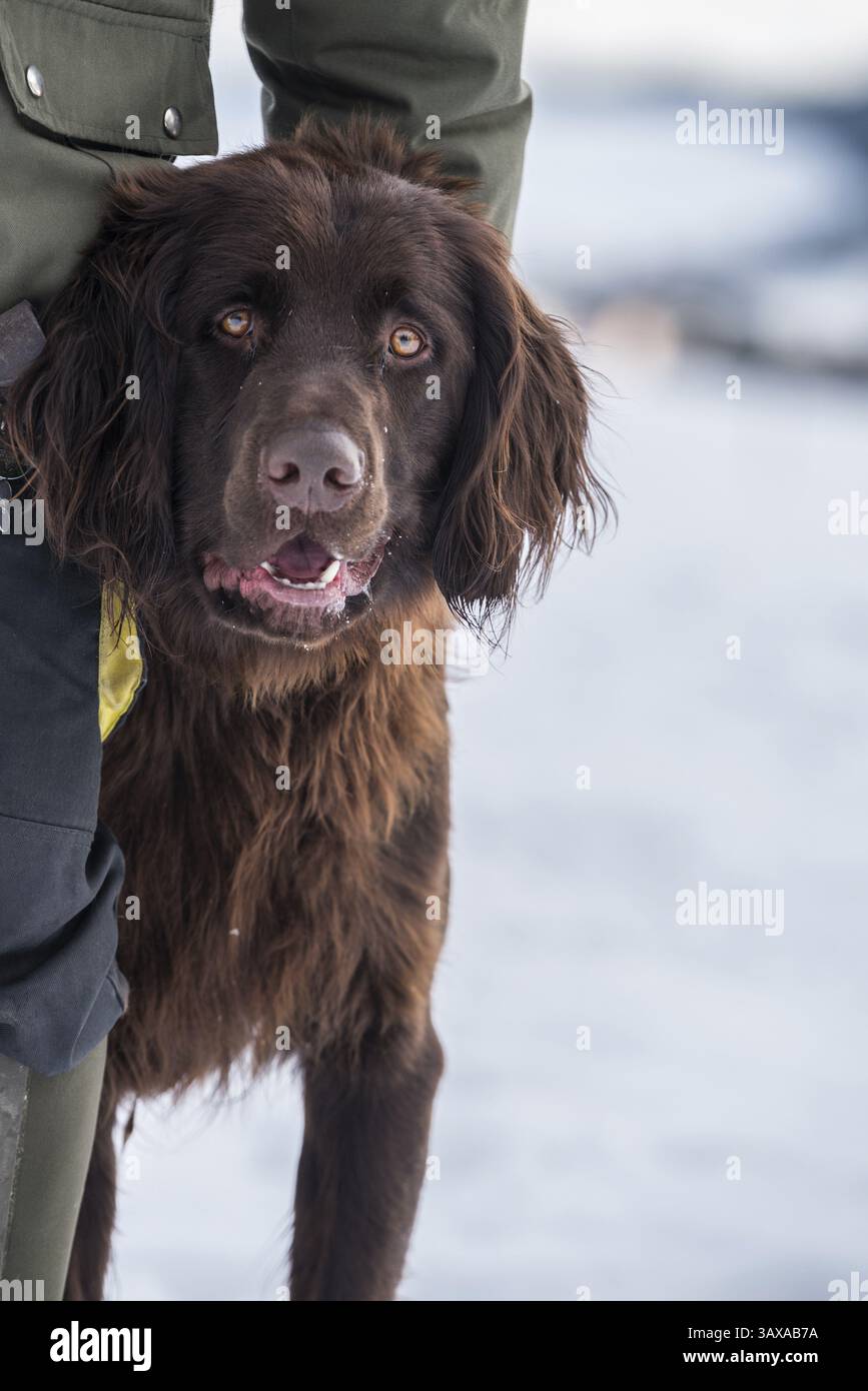 Grande cane da pedigree marrone puntatore a pelo lungo tedesco - cane da caccia ritratto e cane da forestiere Foto Stock