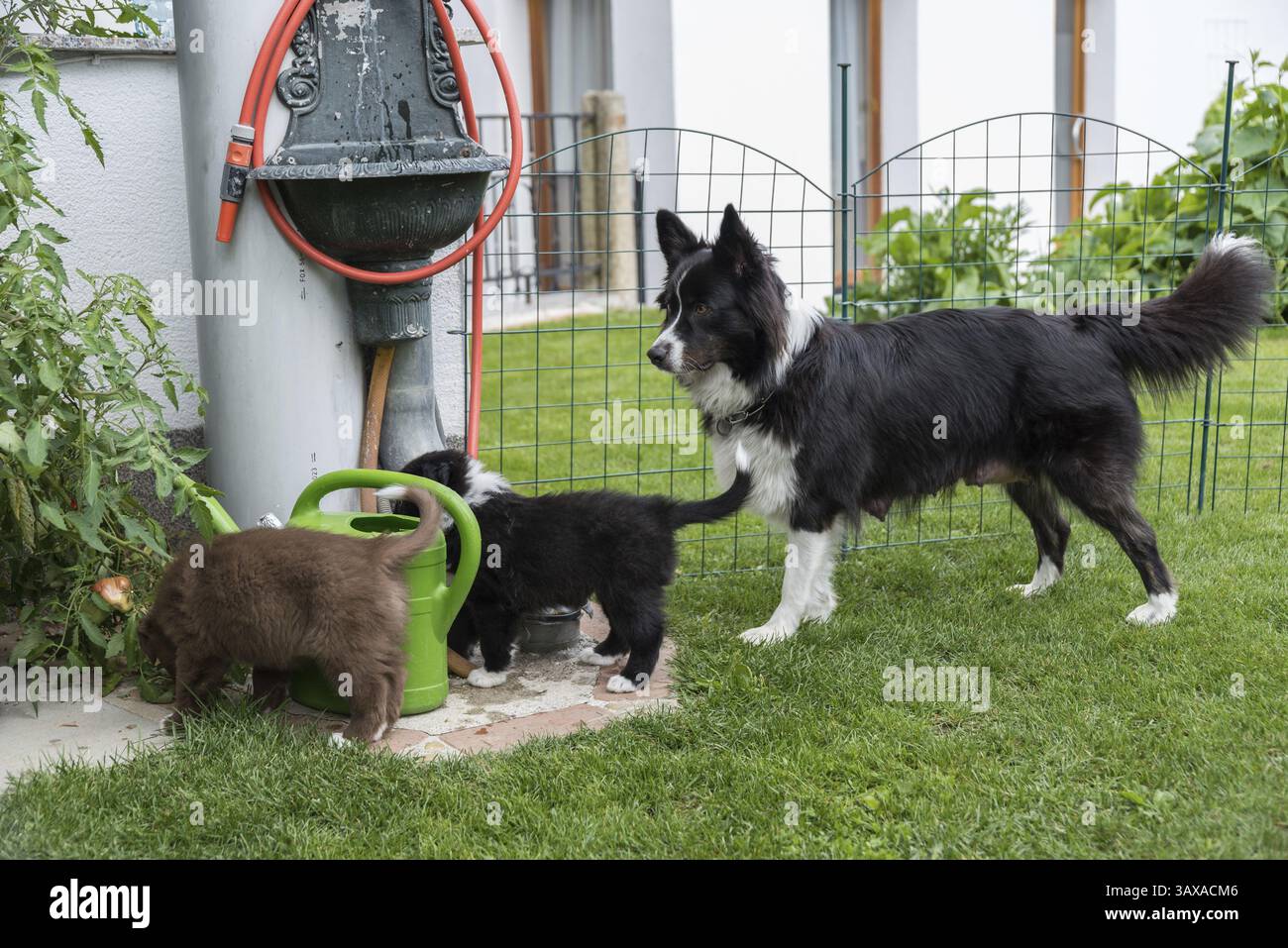 I cuccioli di razza pura esplorano il giardino con la loro mamma Foto Stock