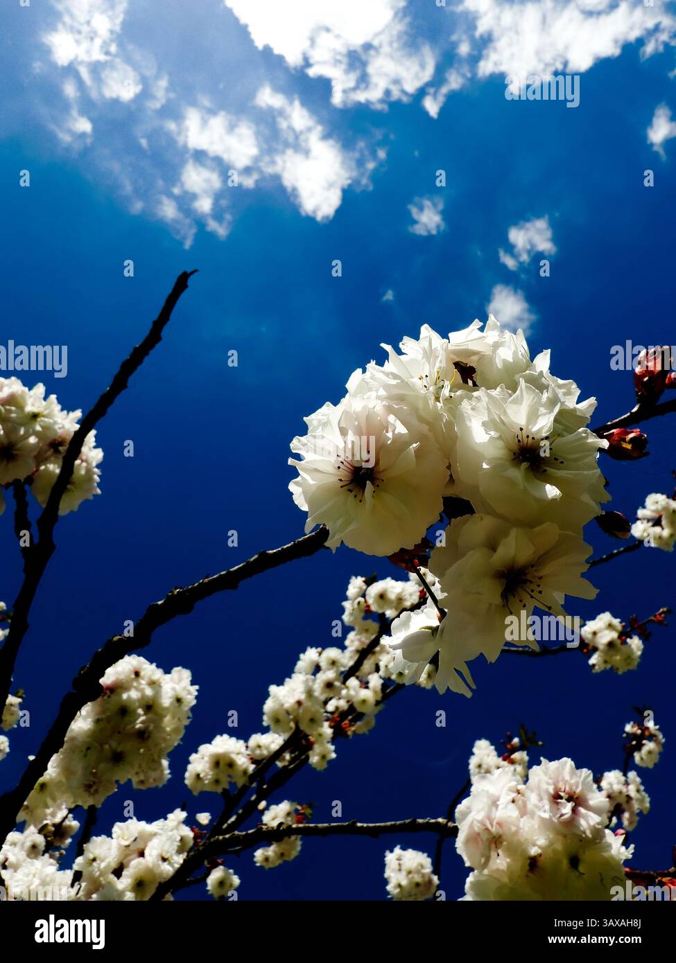 I fiori di ciliegio fioriscono sotto un cielo blu vibrante, simboleggiando il rinnovamento e la bellezza stagionale. Immagine ad alta risoluzione perfetta per progetti a tema naturale, backg Foto Stock
