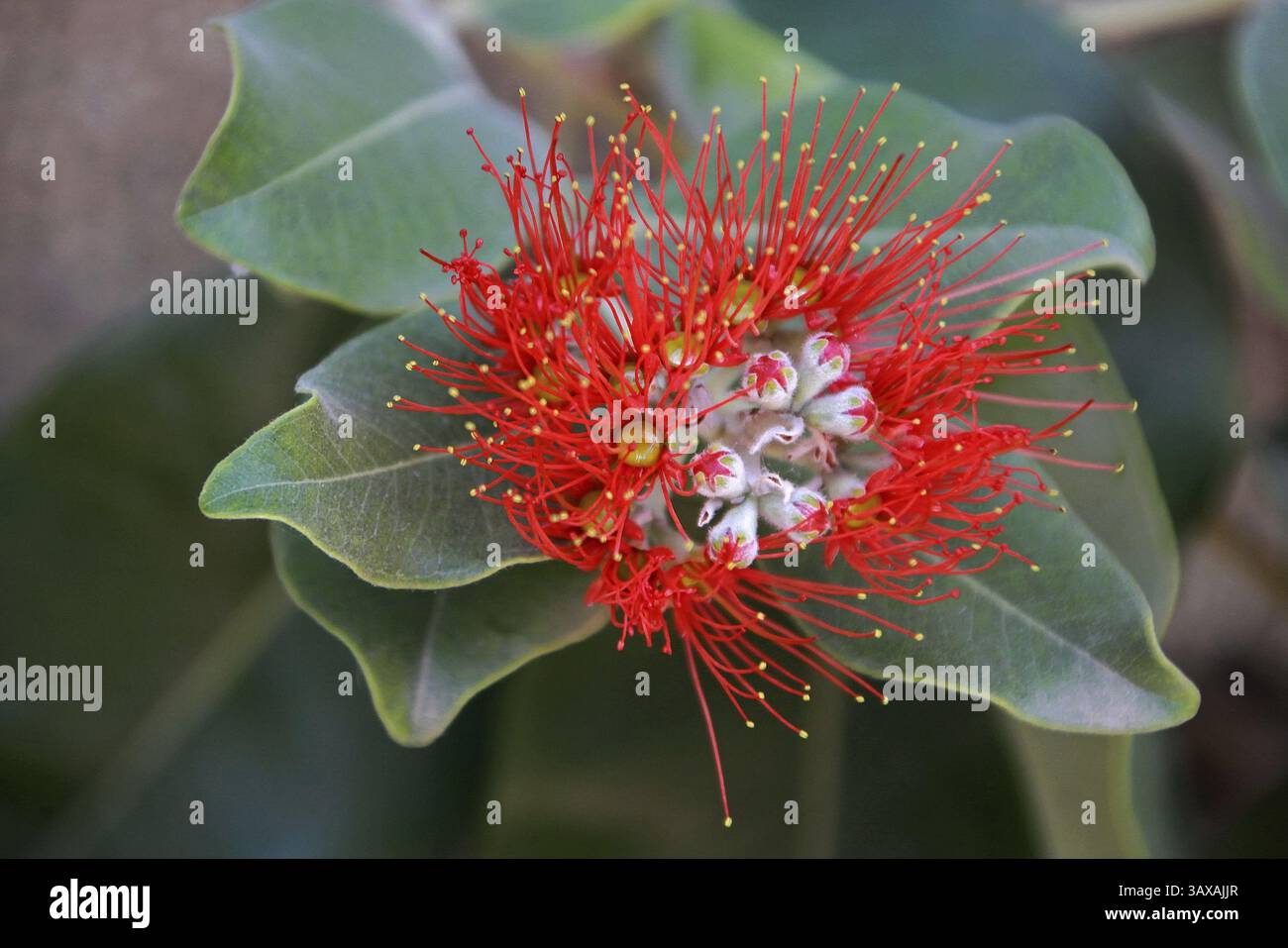 Metrosideros excelsa, albero di ironwood, Pohutukawa Foto Stock