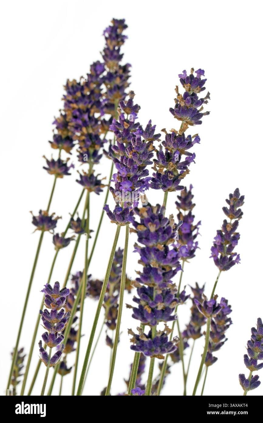 Primo piano dei fiori di lavanda su sfondo bianco primo piano dei fiori di lavanda su sfondo bianco Foto Stock