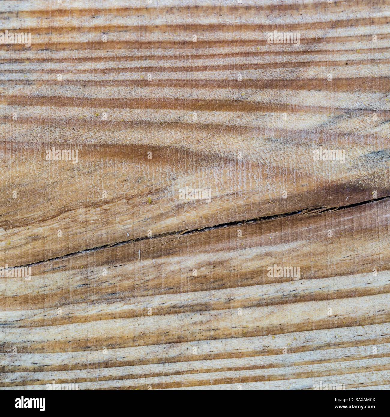 Texture di legno tagliato tronco di albero sullo sfondo Foto Stock