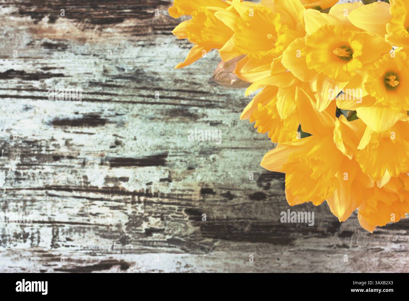 Bouquet di narcisi gialli su sfondo rustico luminoso in legno mazzo di jonquils gialli su sfondo rustico in legno luminoso Foto Stock