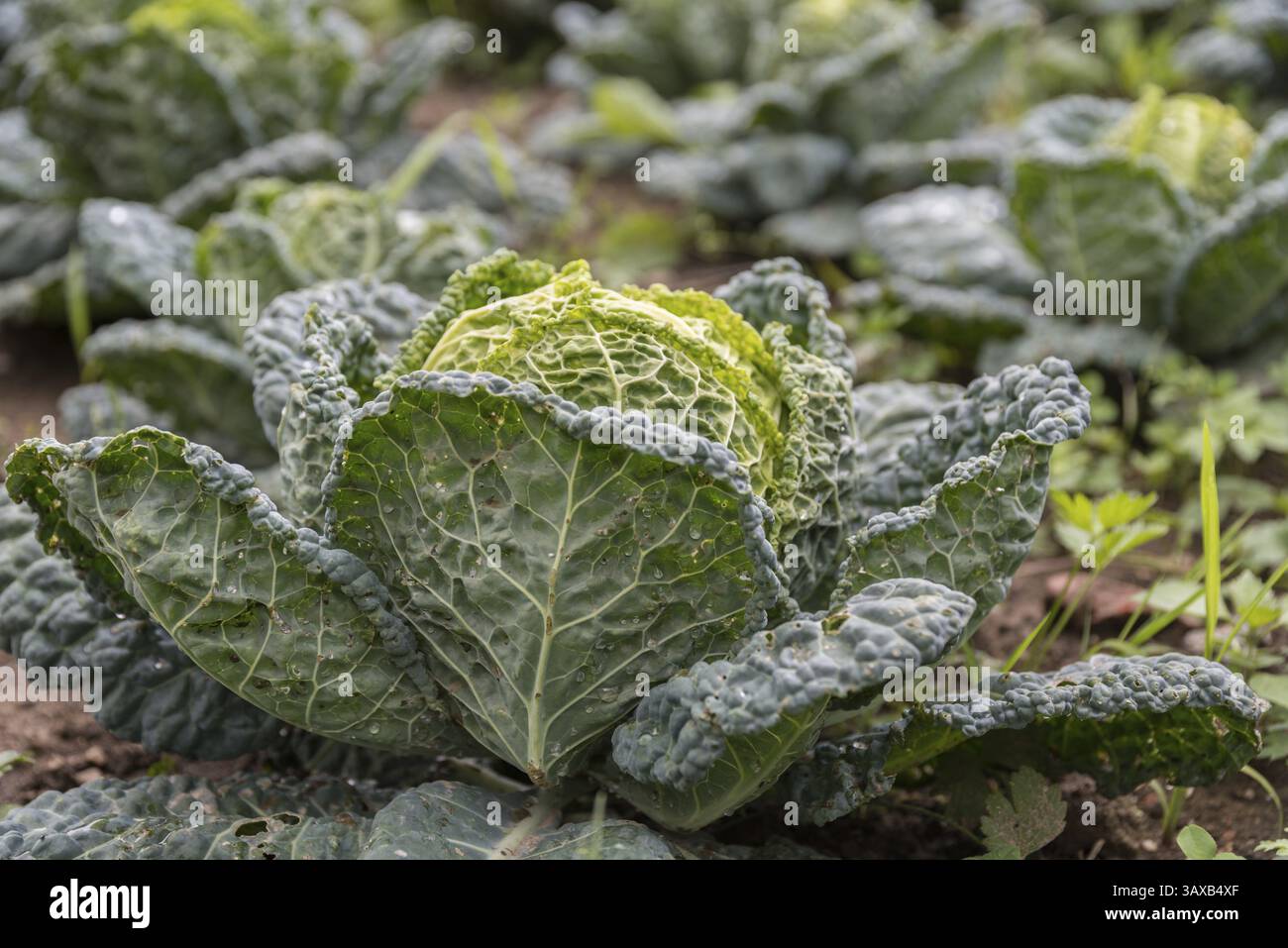 Cavolo della testa nella coltivazione di ortaggi agricoli - cavolo della Savoia al momento della raccolta Foto Stock