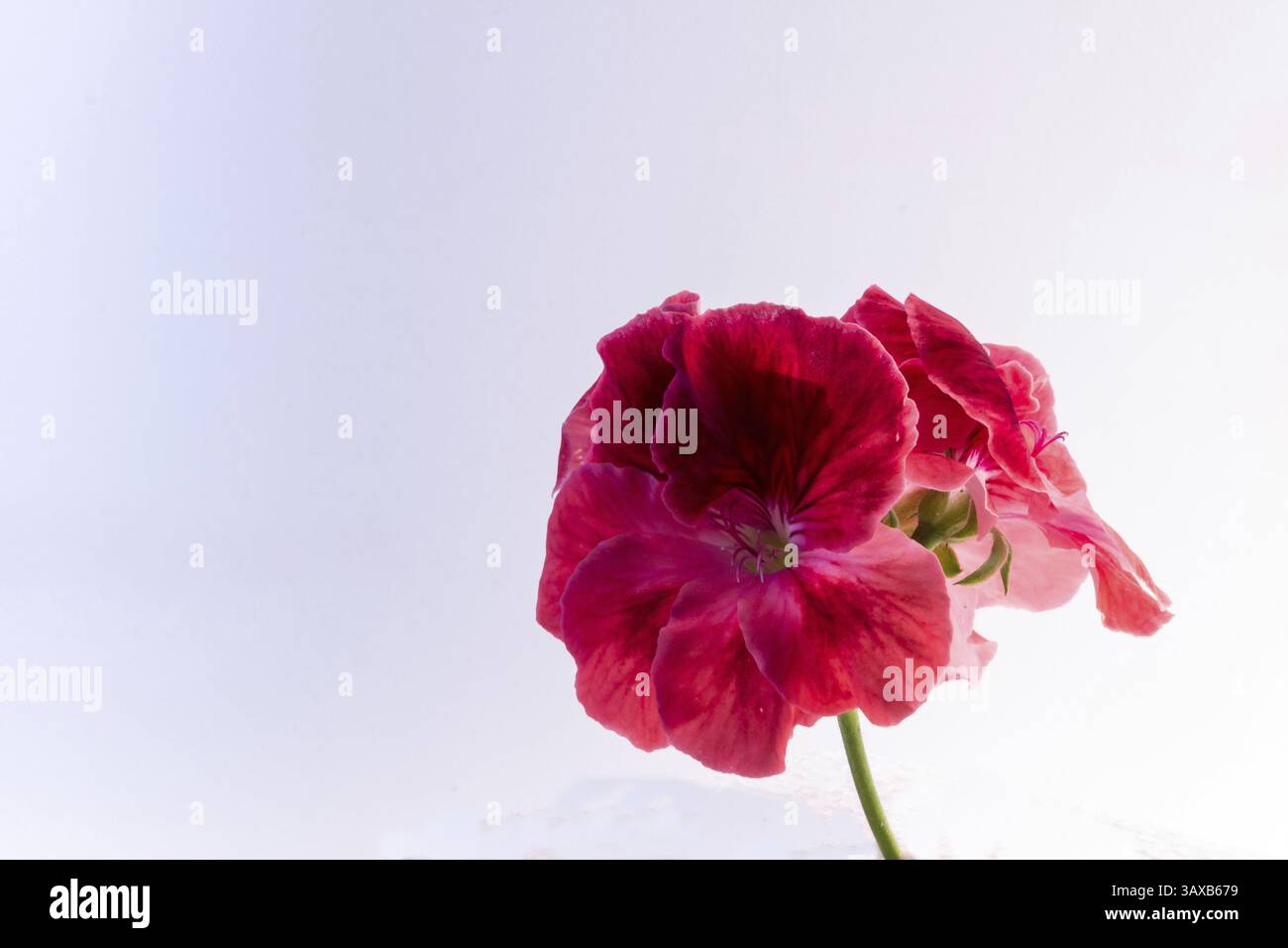 Il fiore Geranio isolato su sfondo bianco Foto Stock