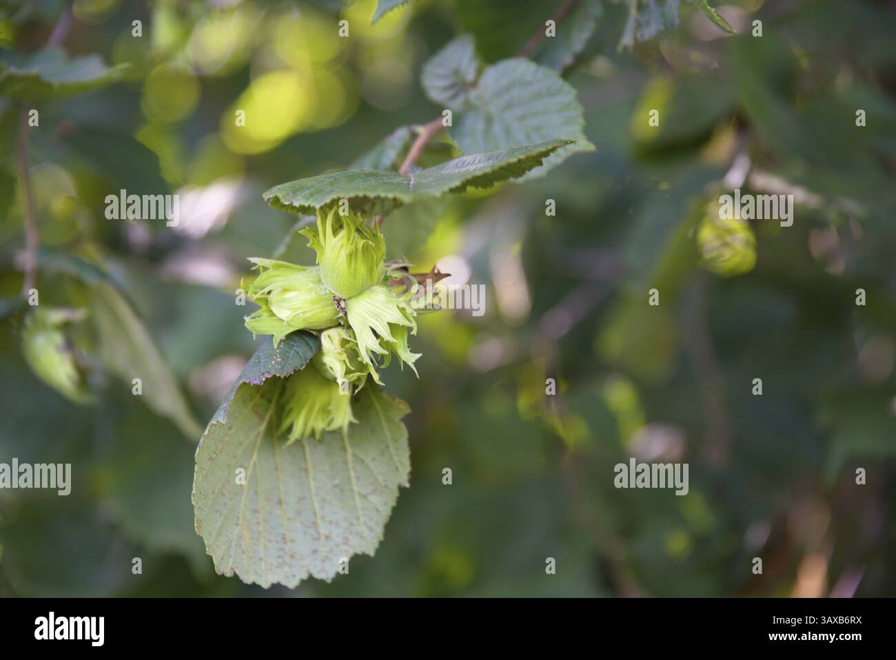 Nocciole che maturano sul cespuglio - primo piano di nocciola con frutta, stagione estiva Foto Stock