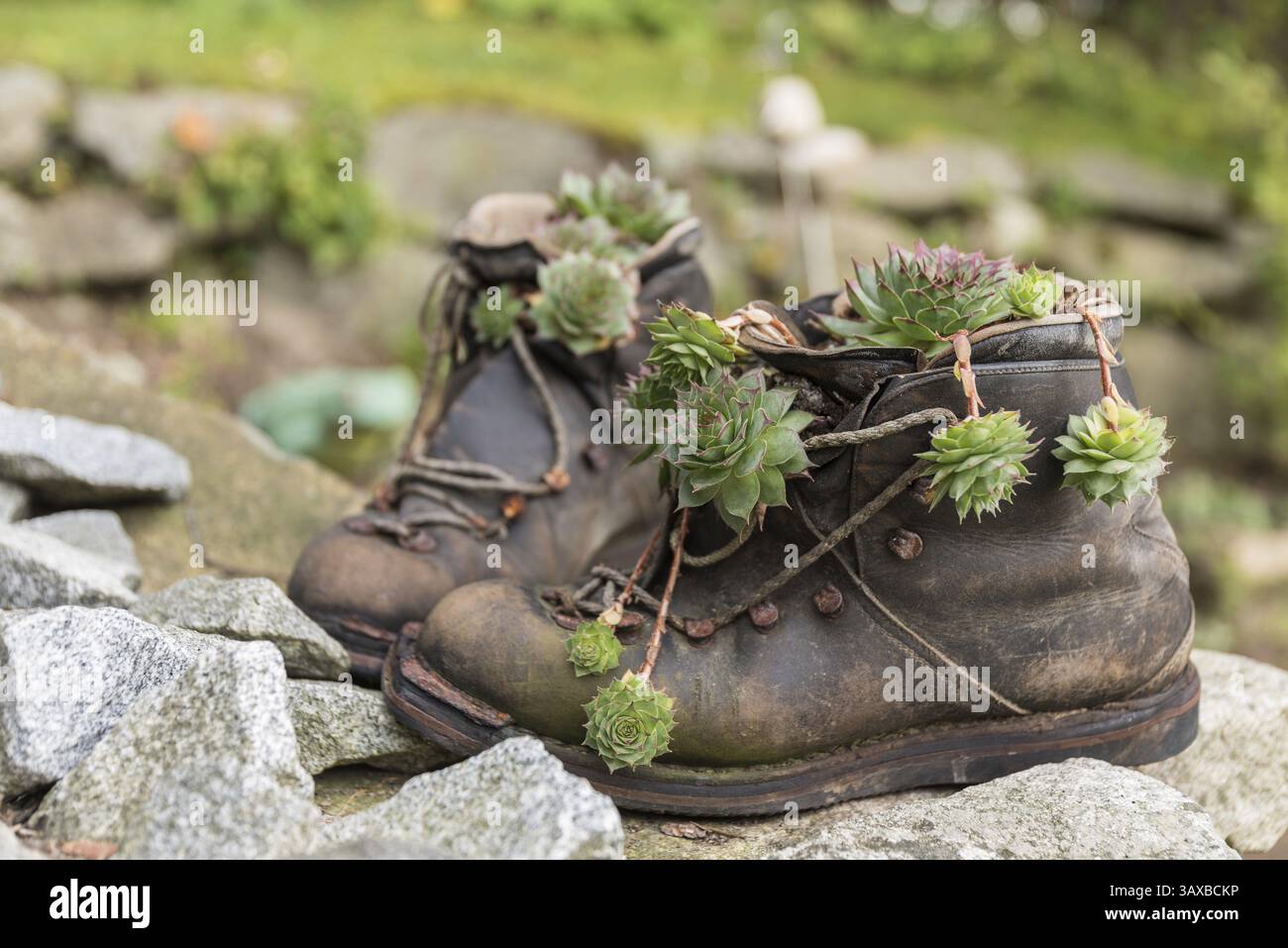 Vecchi scarponi da trekking piantati decorativamente con succulente - upcycling Foto Stock
