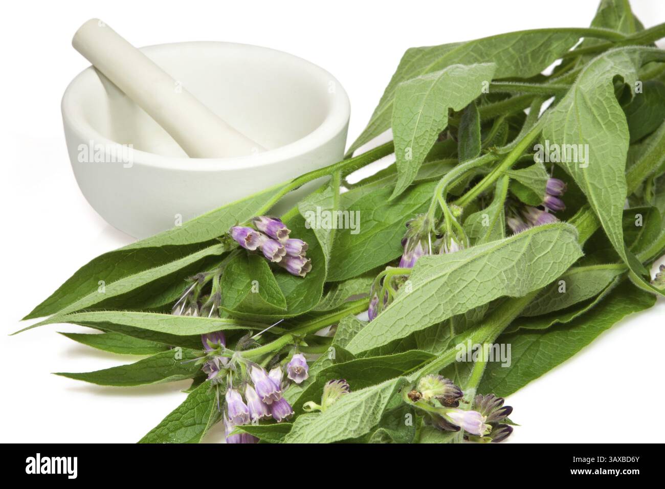 Pianta accogliente con mortaio e pestello Foto Stock