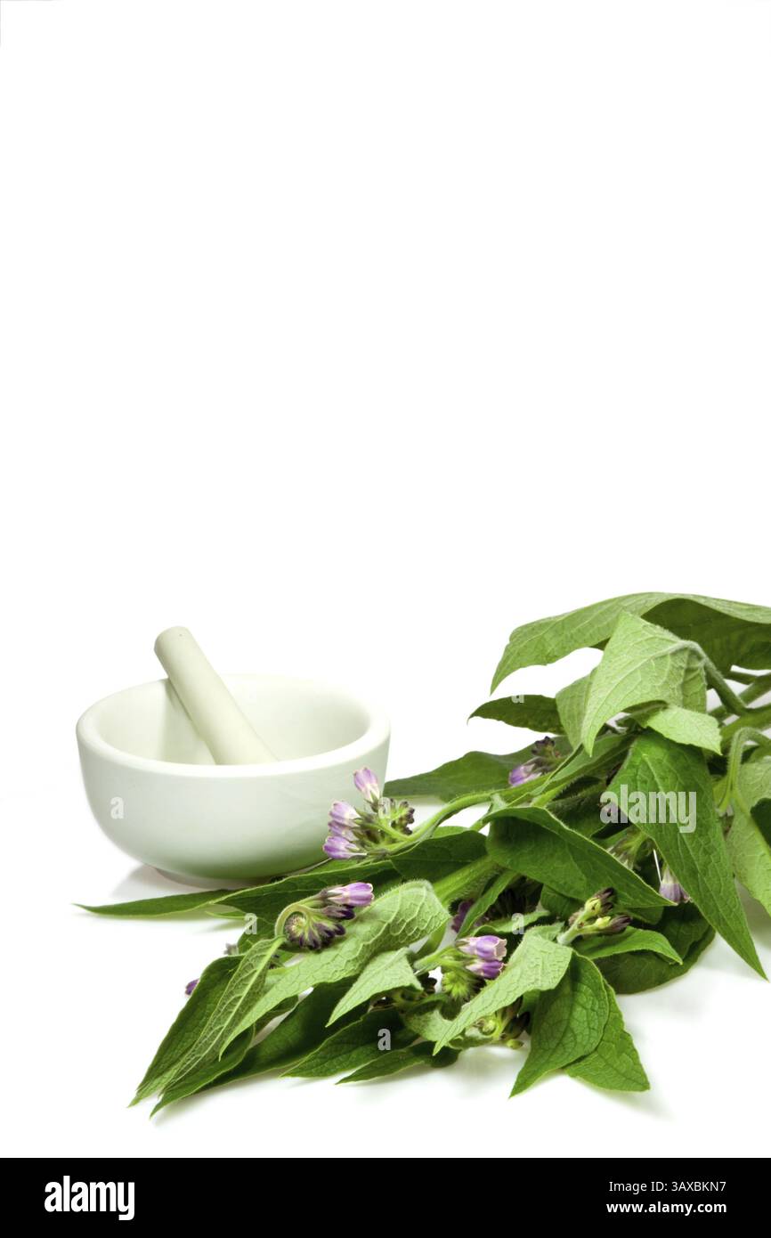 Pianta accogliente con mortaio e pestello su sfondo bianco Foto Stock