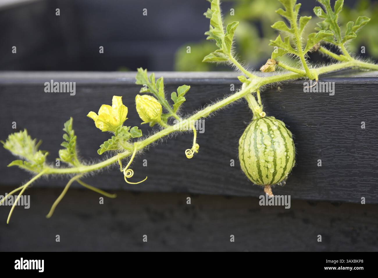 Piccolo anguria appeso alla pianta nell'orto, letto rialzato, primo piano Foto Stock
