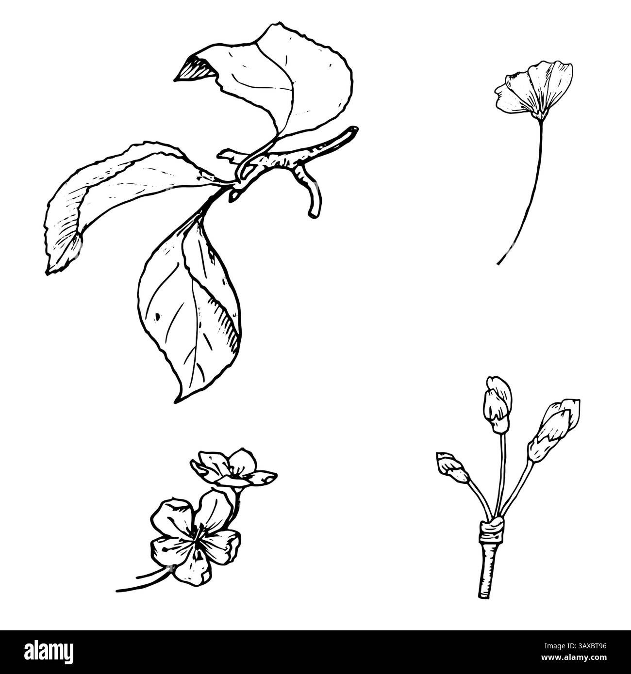 Ramoscelli di un albero da frutto con foglie, gemme e fiori, uno schizzo in inchiostro bianco e nero. Illustrazione vettoriale. Un insieme di elementi di un albero fiorito Illustrazione Vettoriale
