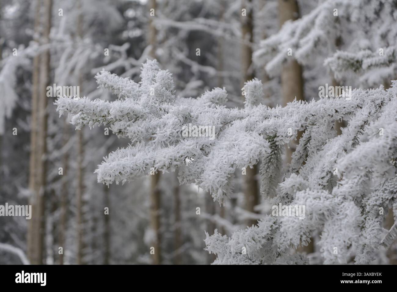 Brina sui rami di un albero di conifere Foto Stock Brina sui rami di un albero di conifere Foto Stock
