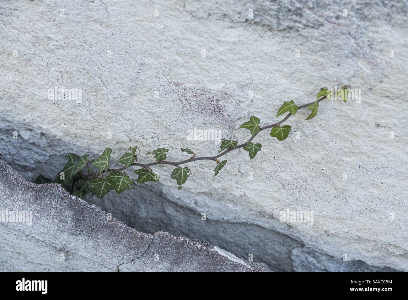 Il potere naturale della pianta edera penetra in un muro di casa - primo piano Foto Stock