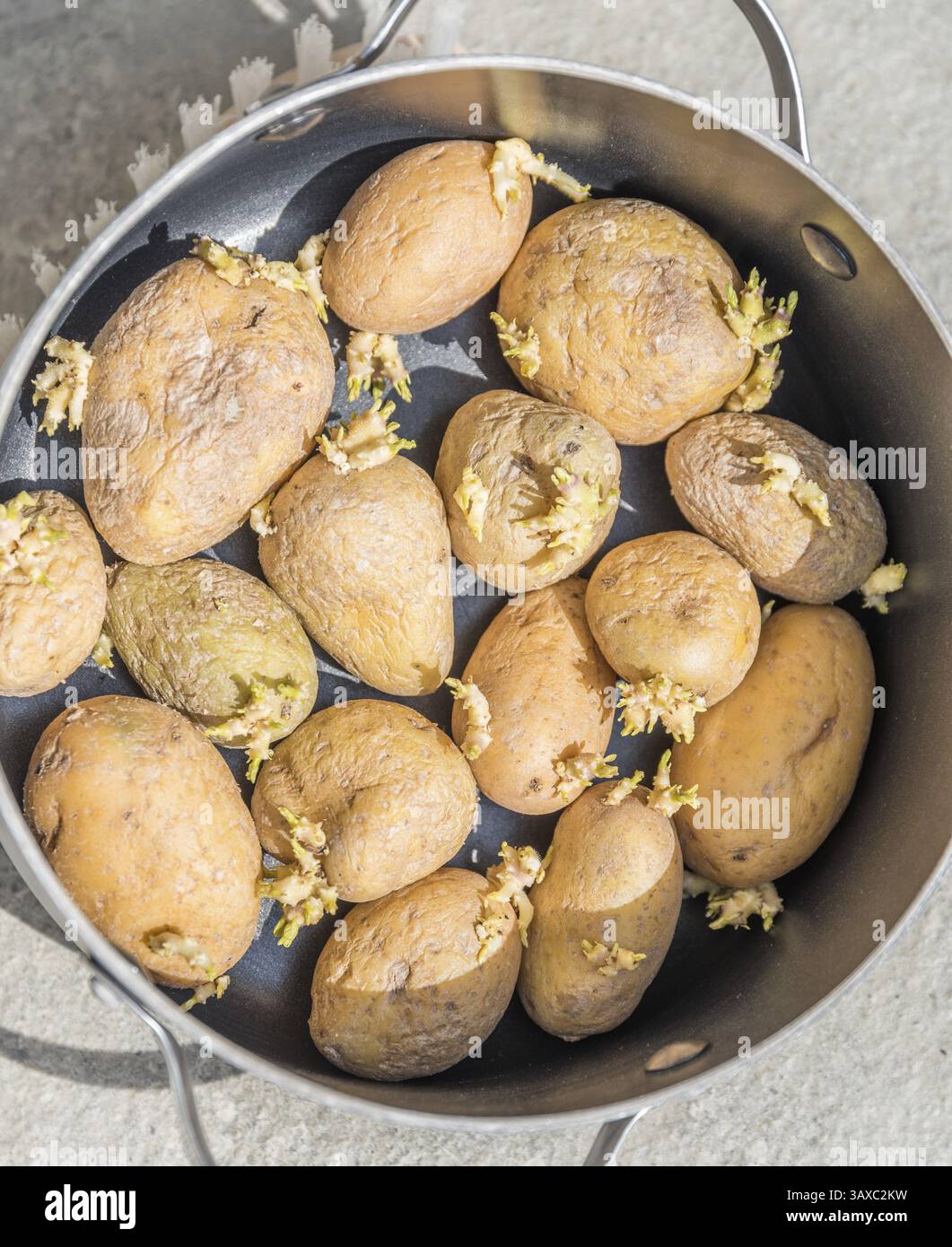 Vecchie patate stropicciate nella pentola di cottura - patate che germogliano per cucinare Foto Stock