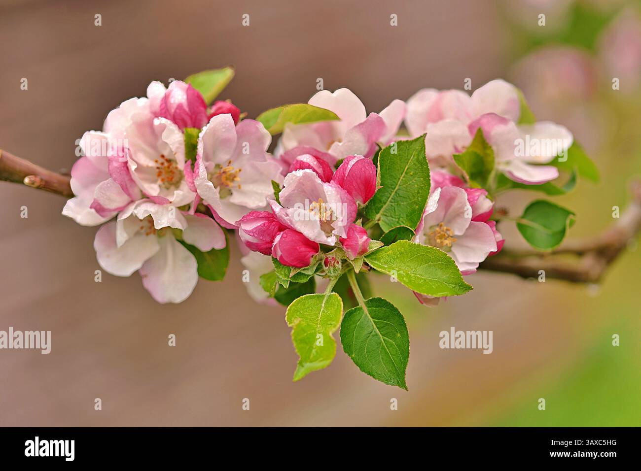 Primo piano della fioritura dei meli dopo la pioggia Foto Stock