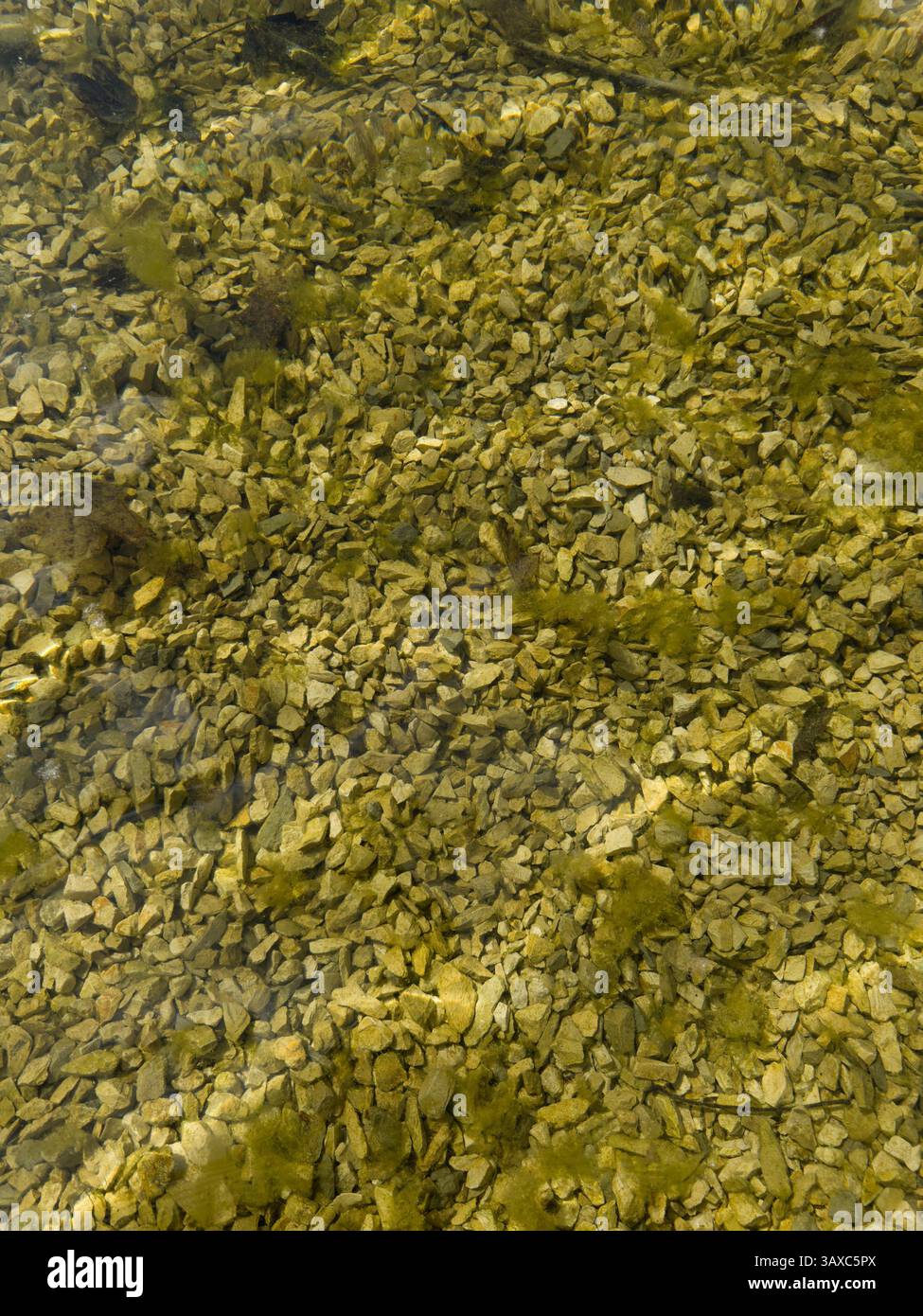 Acque cristalline che rivelano pietre ricoperte di muschio sotto la superficie, perfette per sfondi naturali, temi acquatici e progetti ambientali. - Immagine stock catturata con smartphone