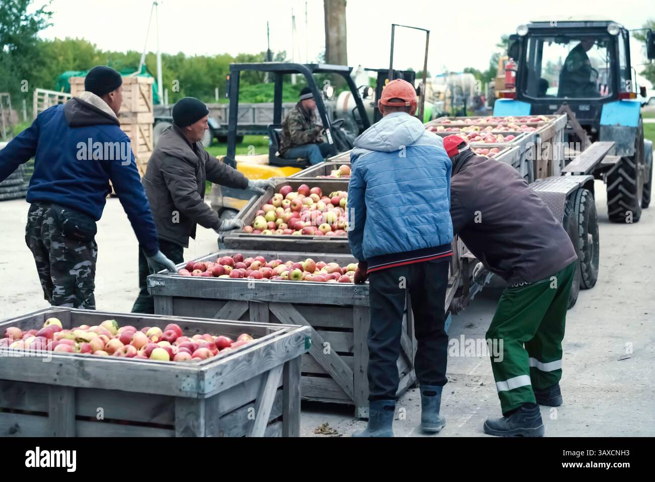 Kirghizistan, Bishkek - 20 ottobre 2023 raccolta e selezione di mele in scatole. Raccolta e stoccaggio della frutta. Foto Stock
