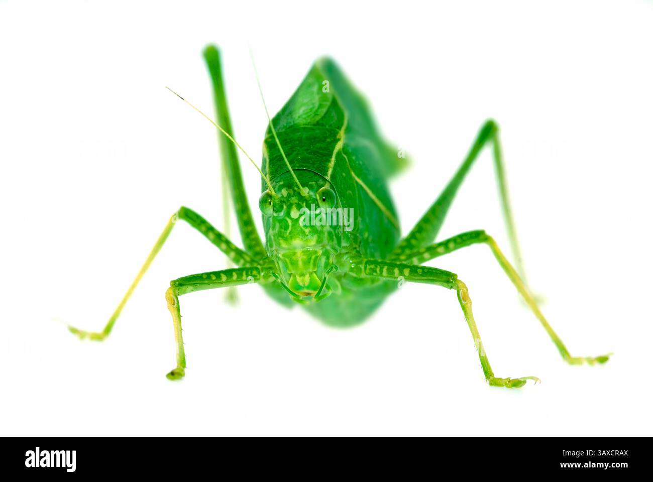 Cavalletta verde su seamless sfondo bianco Foto Stock
