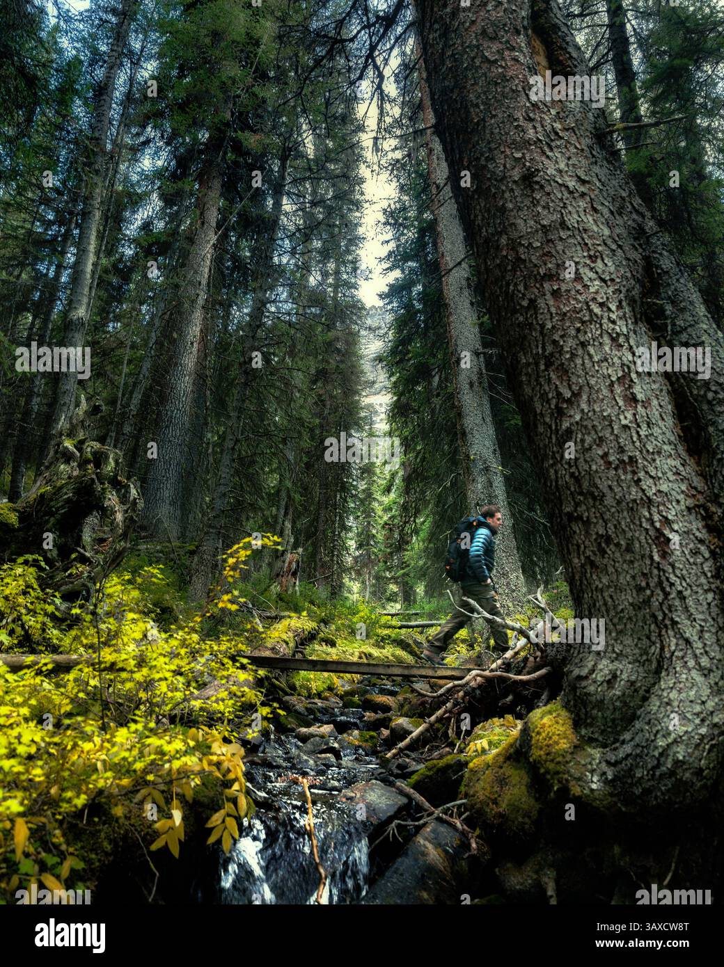 Escursionista che attraversa un piccolo ponte nella foresta, Â YohoÂ National Park, British Columbia, Canada Foto Stock