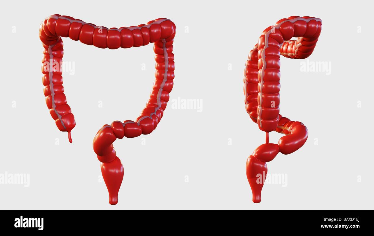 Rendering 3D del colon umano o dell'intestino crasso. una chiara vista anatomica della struttura del colon e del suo orientamento generale. Foto Stock