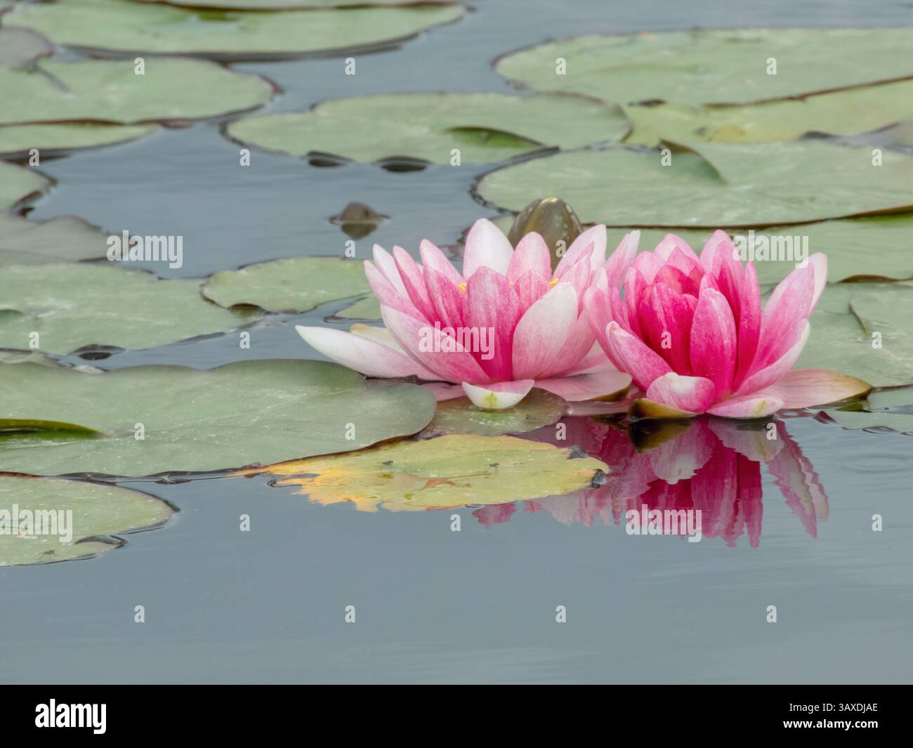 Fiori di ninfeo rosa nello stagno decorativo del giardino. Pianta acquatica ornamentale delle ninfee nel parco pubblico di Siviglia, Spagna. Due ninfee e le Foto Stock