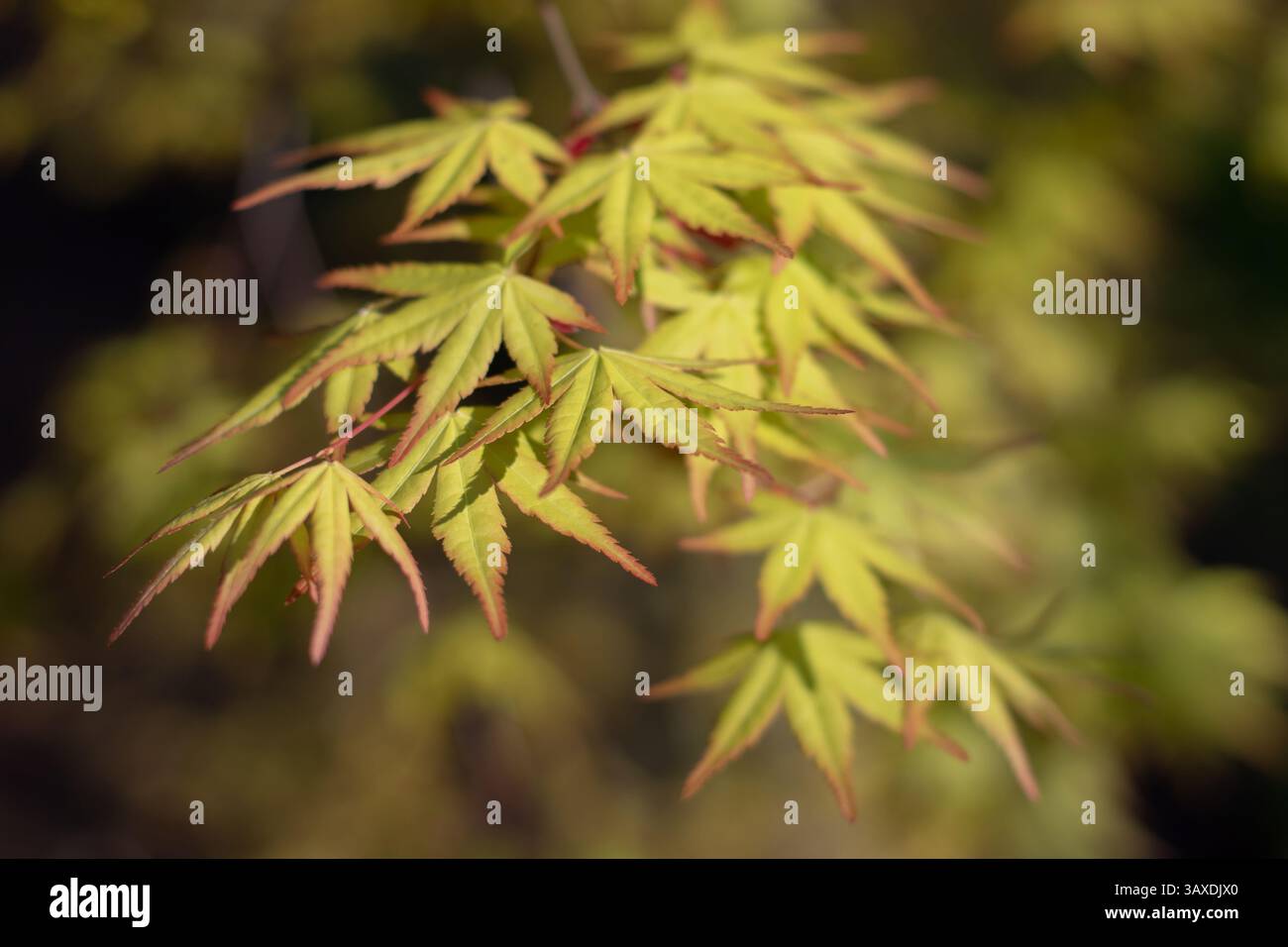 Foglie d'acero giapponese. Palmate acero giovane verde brillante fogliame rossastro nel giardino soleggiato di primavera. Rami lisci di piante d'acero giapponese. Tappetino Acer Foto Stock