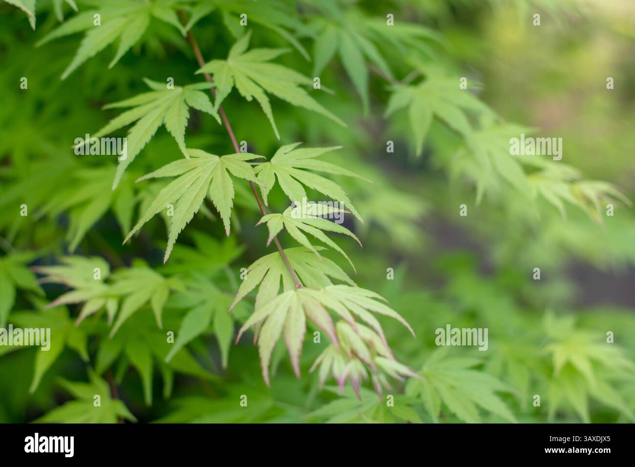 Foglie d'acero giapponese. Palmate acero giovane verde brillante nel giardino primaverile. Rami lisci di piante d'acero giapponese. Acer palmatum ornamentale Foto Stock