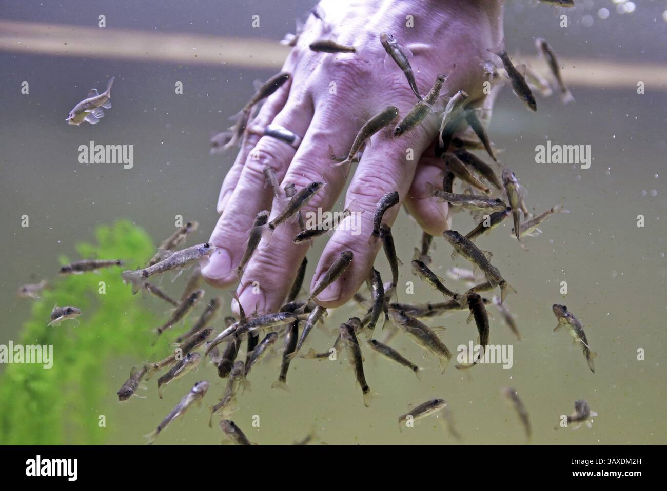 Pesce Kangal Foto Stock