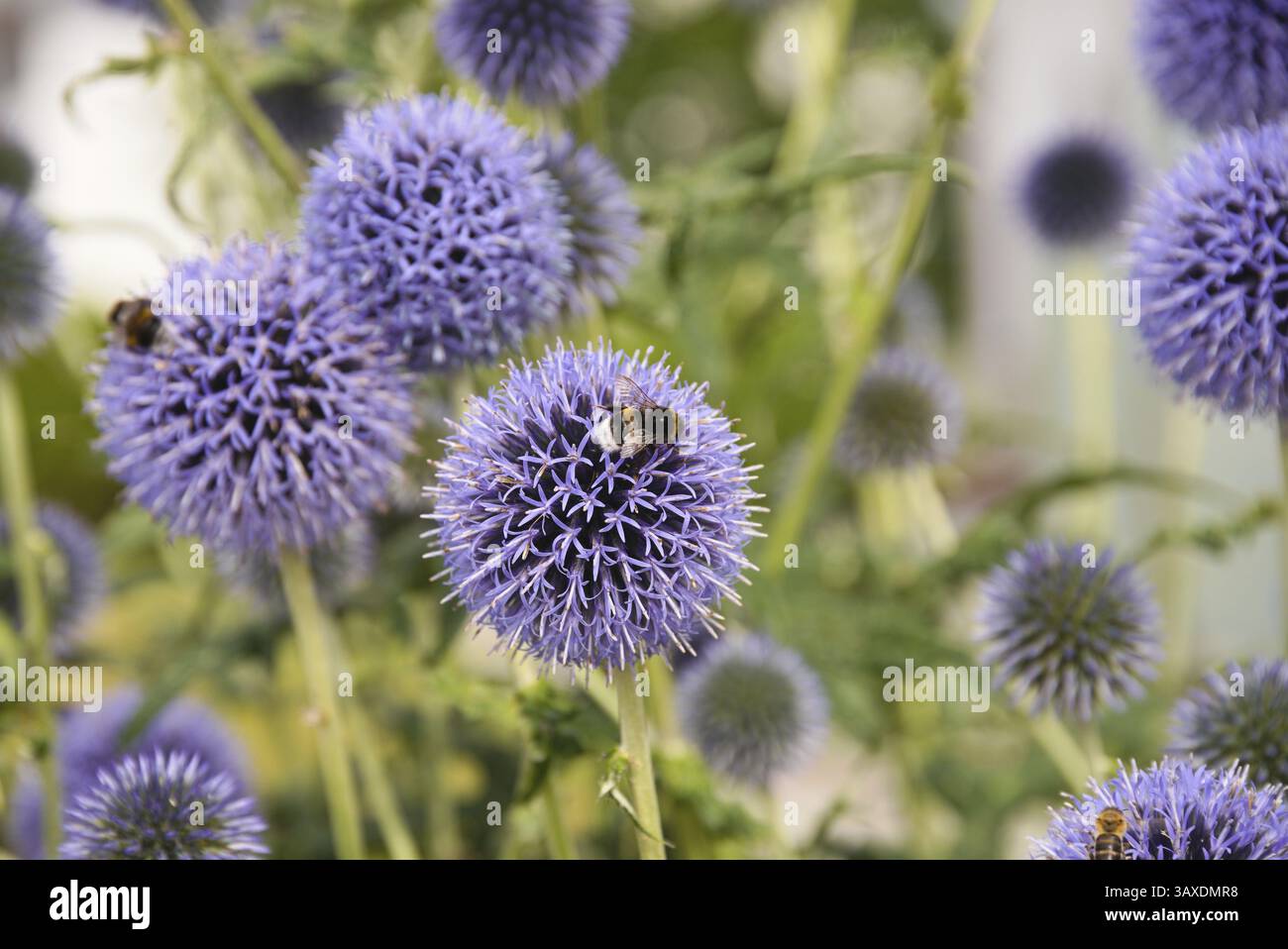 Bumblebee e bee siedono su un cardo globo in fiore intensamente viola Foto Stock