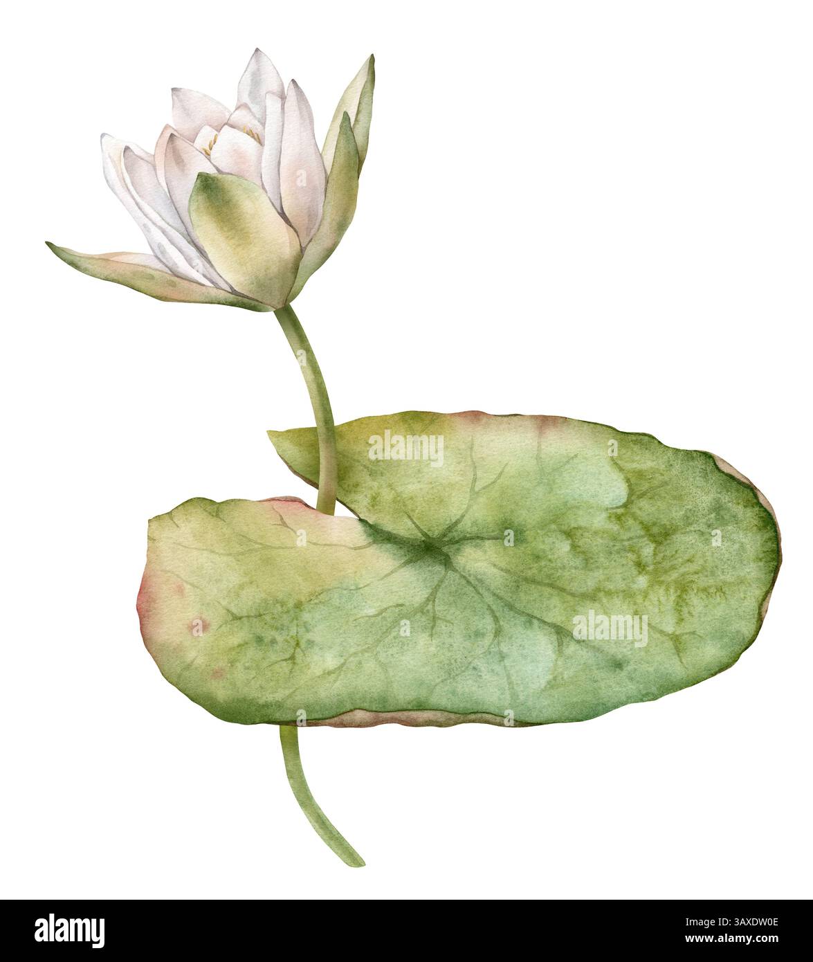 Giglio d'acqua fiore con foglia verde. Illustrazione ad acquerello disegnata a mano di un acquarello bianco lago su sfondo isolato. Composizione con loto. Bello Foto Stock