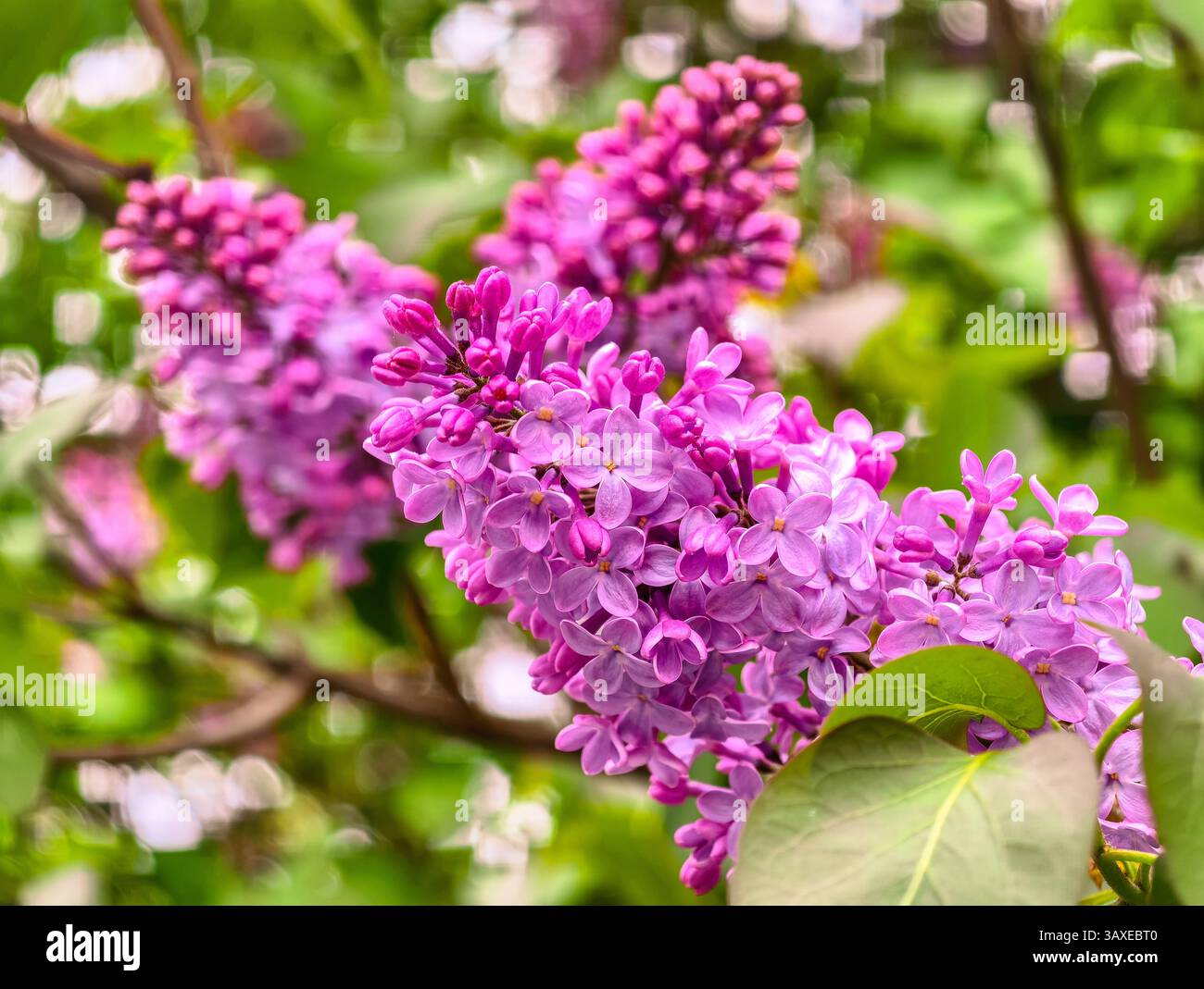 Primo piano di fiori lilla in fiore in primavera. Vivaci petali viola e foglie verdi con morbido sfondo bokeh. Ideale per temi naturalistici Foto Stock